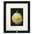 Art Print - "Dahlia White" by Victoria Fenninger